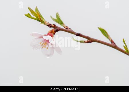 macro dettaglio di fiori di mandorle bagnati da gocce d'acqua, gocce su petali, filamenti e antere. Spazio di copia Foto Stock