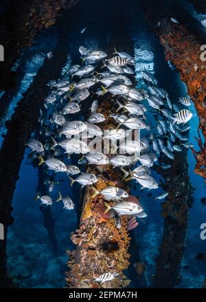 Scuola di pesce sotto il Molo del sale di Bonaire, le Antille di Leeward Foto Stock