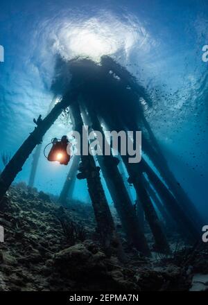 Sub Diver sotto il Molo del sale di Bonaire, Leeward Antille Foto Stock