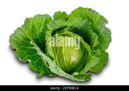 Cavolo appena raccolto su sfondo bianco con percorso di ritaglio. Foto Stock