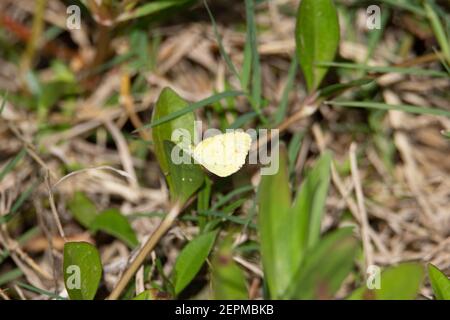 Mimosa giallo (Pirisitia nise) piccola farfalla gialla di mimosa appoggiata su una foglia con un sfondo verde naturale Foto Stock