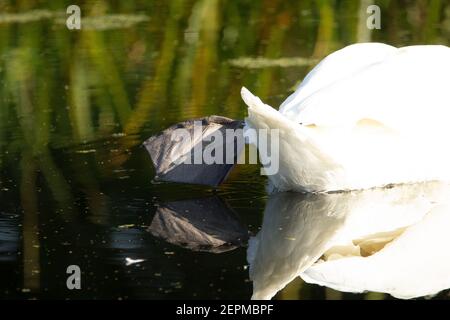 Mute Swan (Cygnus olor) piede isolato di un cigno muto che si lappa e si riflette in l'acqua del fiume Foto Stock