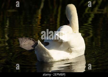 Mute Swan (Cygnus olor) isolato mute swan lazing e riflesso nell'acqua del fiume con un piede sollevato Foto Stock