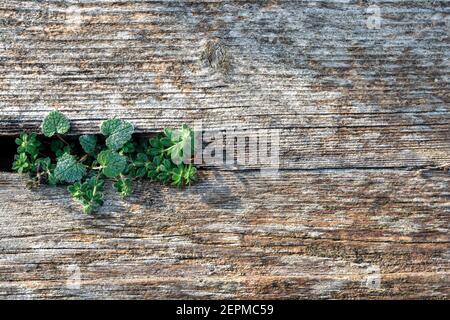 Superficie di legno di pino nero sbiadito e fresco con tavole invecchiate e piante verdi freesh. Tavole di legno intemperie su un muro o pavimento Foto Stock