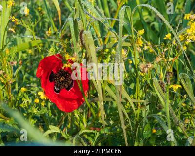 Fiore di papavero rosso in gocce di rugiada primo piano su uno sfondo di erba verde Foto Stock