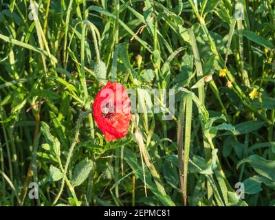 Fiore di papavero rosso in gocce di rugiada primo piano su uno sfondo di erba verde Foto Stock