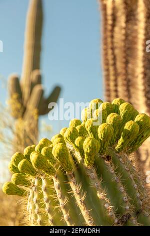 Primo piano immagine di frutti di Saguaro Cactus (Carnegiea gigantea), deserto di sonora, Phoenix Arizona. L'immagine presenta il corpo succulento, le spine e il frui Foto Stock
