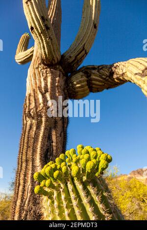 Primo piano immagine di frutti endemici di Saguaro Cactus (Carnegiea gigantea), deserto di sonora, Phoenix Arizona. L'immagine presenta il corpo succulento, le spine e. Foto Stock