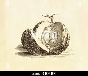 Antica illustrazione di un melone. Pubblicato in le livre de cuisine, par Jules Goufe, Librarie Hachette et Cie (Parigi, 1874). Foto Stock