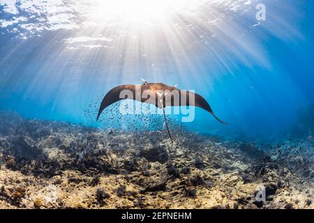 Il gigante Pacific Manta Ray scivola davanti a la Reina, Espirituu Santo, Baja California sur, Messico Foto Stock