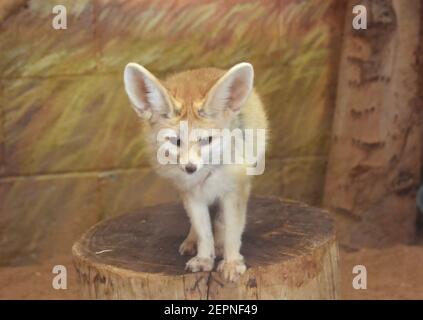 Los Angeles, California, USA 25 febbraio 2021 UNA visione generale dell'atmosfera di una Fennec Fox allo zoo di Los Angeles, Che chiude il 13 marzo 2020 al 26 agosto 2020 a causa di una pandemia e poi chiuso il 7 dicembre 2020 e riaperto il 16 febbraio 2021 a causa del coronavirus Covid-19 Pandemic a Los Angeles, California, USA. Foto di Barry King/Alamy Stock foto Foto Stock