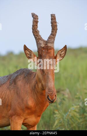 Lelwel Hartebeest, Murchison National Park, Uganda, luglio 2016 Foto Stock