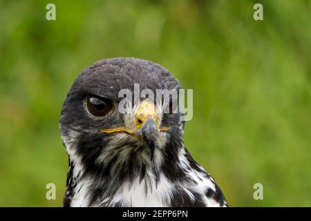 Buzzard di augur (Buteo augur) in forte pioggia, Ngorongoro, Tanzania Foto Stock