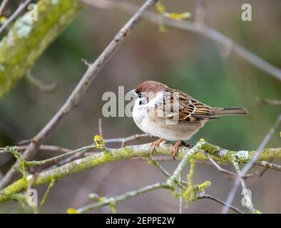 Primo piano di un passero seduto sul ramo di a. albero Foto Stock