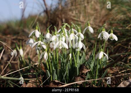 Il bel fiore di goccia di neve si dissolve in primavera. Foto Stock