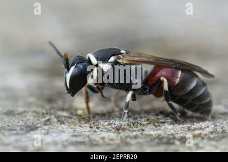 Closeup di un'ape mascherata colorata, Hylaeus meridionalis di Gard, Francia Foto Stock