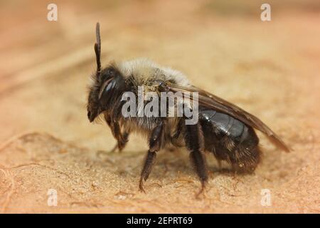 Closeup di un'ape femminile grigio-backed mineraria, Andrena vaga sulla sabbia Foto Stock