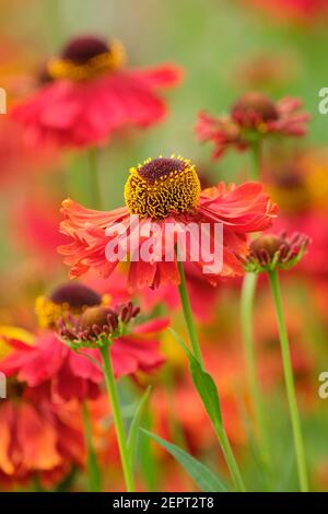 Helenium 'Moerheim Beauty'. Sneezeweed 'Moerheim Beauty'. Teste di fiori di colore rosso coprente, centrate al buio Foto Stock