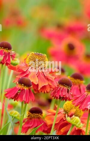 Helenium 'Moerheim Beauty'. Sneezeweed 'Moerheim Beauty'. Teste di fiori di colore rosso coprente, centrate al buio Foto Stock