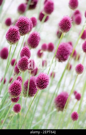 Allium sphaerocephalon. Drumstick allium, aglio a testa tonda, porro a testa tonda. Sinonimi - Allium cilicum, Allium discendens Foto Stock