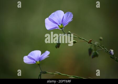 Fiori blu nel campo. Sfondo sfocato della natura. Foto Stock