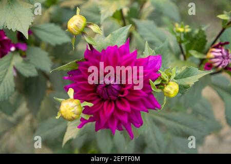 Bella Dahlia Fiore nel giardino Foto Stock