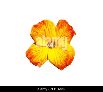Fiore rosso giallo di Wallflower, Erysimum cheiri Foto Stock