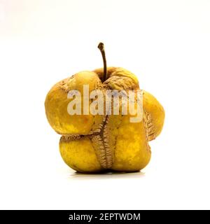 Esclusivo frutto giallo con una consistenza rugosa che poggia su uno sfondo bianco, evidenziandone la forma e le caratteristiche distintive Foto Stock