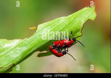 L'apice del giglio rosso (Lilioceris lilii ) l'accoppiamento dell'insetto che è un insetto scarlatto del giardino che mangia le foglie di certe piante di fiore, immagine della foto di riserva Foto Stock