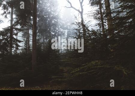 Nebbia di mattina presto che viene attraverso gli alberi nella foresta Foto Stock