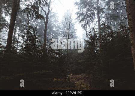 Nebbia di mattina presto che viene attraverso gli alberi nella foresta Foto Stock