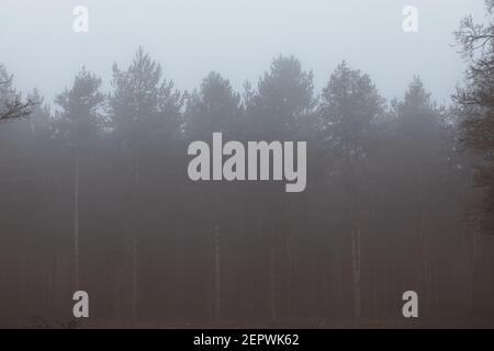 Nebbia di mattina presto che viene attraverso gli alberi nella foresta Foto Stock