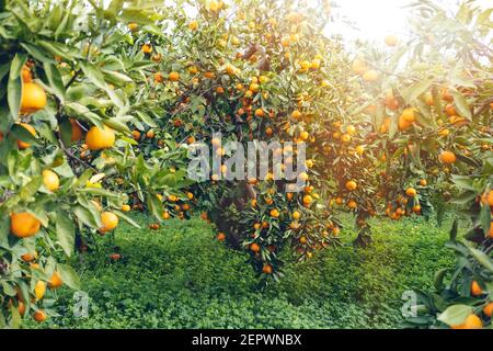 Tangerini maturi appesi all'albero Foto Stock