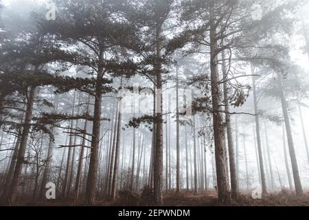 Nebbia di mattina presto che viene attraverso gli alberi nella foresta Foto Stock