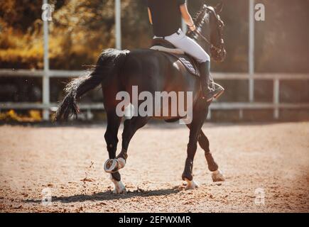 Una baia, veloce, shod cavallo con un rider in sella galoppe attraverso un'arena all'aperto in una giornata di sole autunno. Equitazione. Sport equestri. Foto Stock