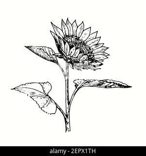 Girasole disegnata a mano sul gambo con foglie. Disegno in bianco e nero con inchiostro. Foto Stock