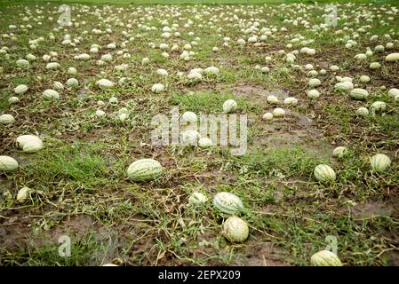 Tutti i lavoratori coinvolgono qui con l'acqua melone e l'alligatore peart coltivazione business in Bangladesh. Foto Stock