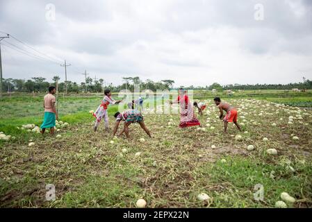 Tutti i lavoratori coinvolgono qui con l'acqua melone e l'alligatore peart coltivazione business in Bangladesh. Foto Stock