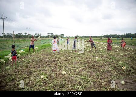 Tutti i lavoratori coinvolgono qui con l'acqua melone e l'alligatore peart coltivazione business in Bangladesh. Foto Stock