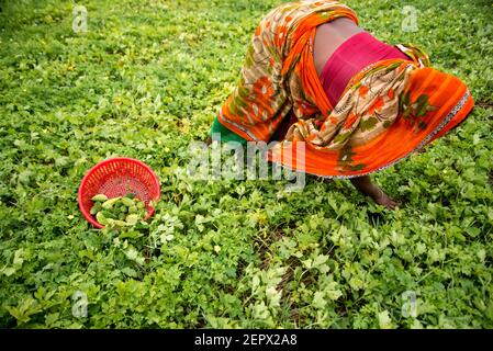 Tutti i lavoratori coinvolgono qui con l'acqua melone e l'alligatore peart coltivazione business in Bangladesh. Foto Stock