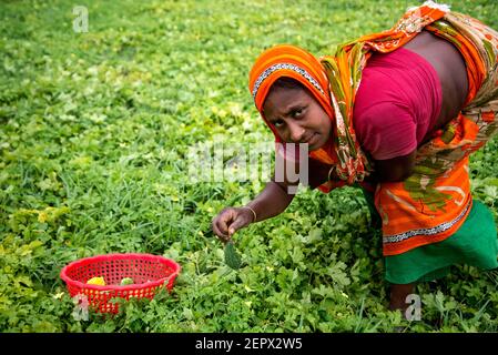 Tutti i lavoratori coinvolgono qui con l'acqua melone e l'alligatore peart coltivazione business in Bangladesh. Foto Stock