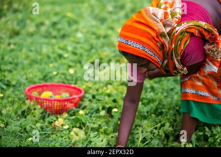 Tutti i lavoratori coinvolgono qui con l'acqua melone e l'alligatore peart coltivazione business in Bangladesh. Foto Stock