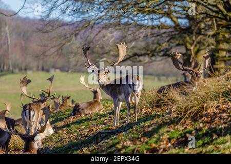 Adulto maschio (buck) daino (Dama dama) con palmate antlers a Petworth Park, Petworth, West Sussex, riposando al sole d'inverno in una giornata calda Foto Stock