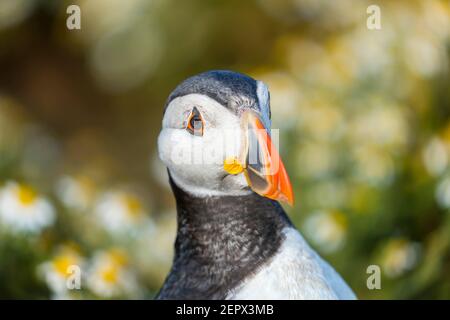 Vista della testa e becco colorato di un soffino Atlantico (puffin comune, Fratercla artica) su Skomer, un'isola al largo della costa occidentale del Galles, Pembrokeshire Foto Stock