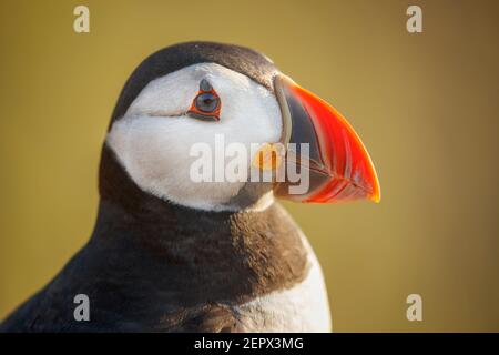 Primo piano della testa di un puffin Atlantico (puffin comune, Fratercla artica), Skomer, un'isola di riserva naturale sulla costa occidentale del Galles, Pembrokeshire Foto Stock