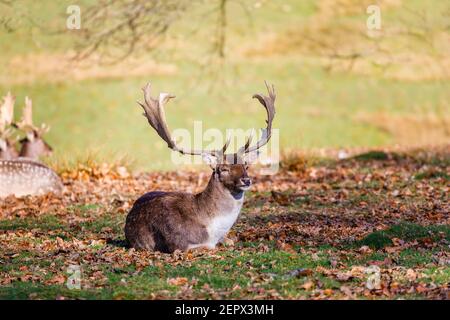 Un adulto maschio (buck) allaccia cervo (Dama dama) con palmate antlers in Petworth Park, Petworth, Sussex occidentale, riposa godendo il sole invernale in una giornata calda Foto Stock