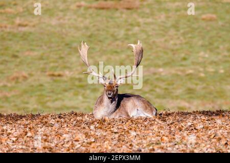 Un adulto maschio (buck) allaccia cervo (Dama dama) con palmate antlers in Petworth Park, Petworth, Sussex occidentale, riposa godendo il sole invernale in una giornata calda Foto Stock