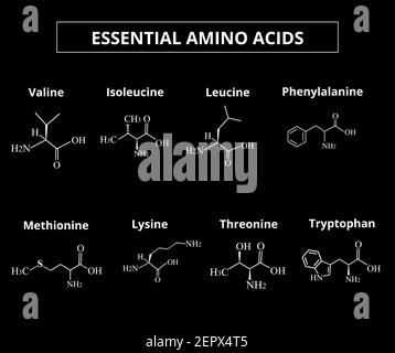 Aminoacidi essenziali. Un insieme di amminoacidi. Formule chimiche molecolari di amminoacidi. Illustrazione vettoriale su sfondo isolato. Illustrazione Vettoriale