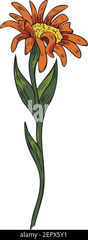 Illustrazione vettoriale di un fiore a margherita in fiore. Fiori d'arancio. Illustrazione Vettoriale