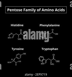 Una famiglia di aminoacidi pentosi. Formule chimiche molecolari di amminoacidi istidina, fenilalanina, tirosina, triptofano. Illustrazione vettoriale attivata Illustrazione Vettoriale